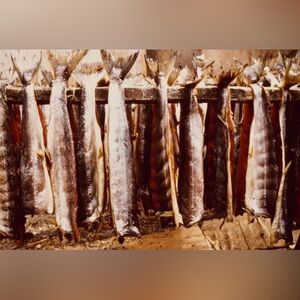 4x6 Dog Salmon Drying Kotzebue Alaska 1973 Historic Photo Print #1